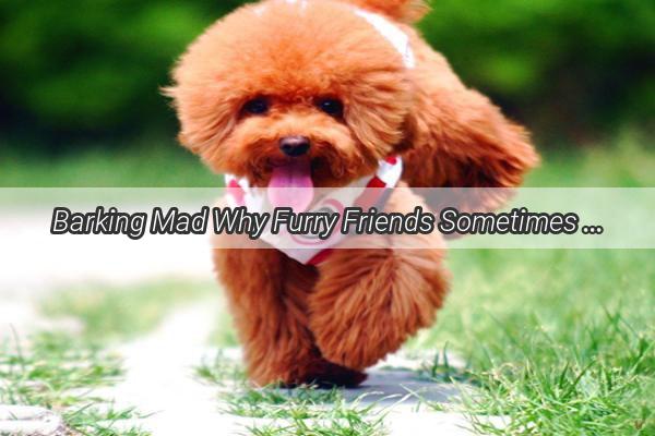 Barking Mad Why Furry Friends Sometimes Fear the Young and Why Its Crucial to Understand the Why